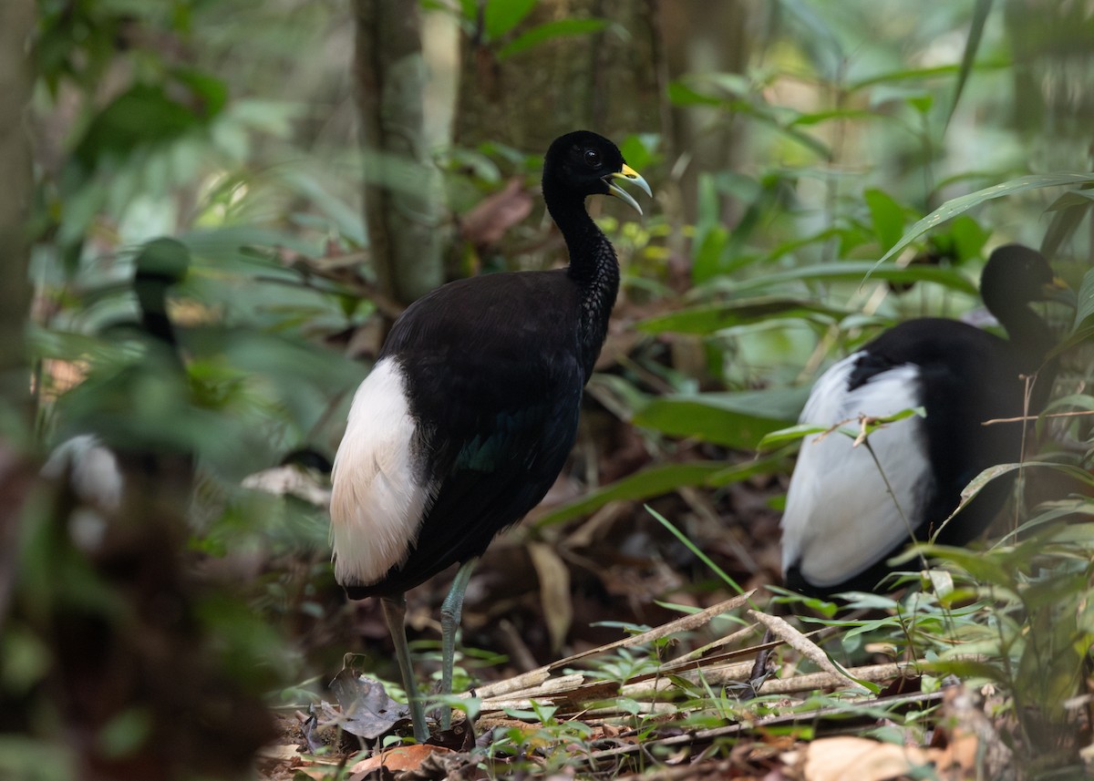 Pale-winged Trumpeter - ML624077370