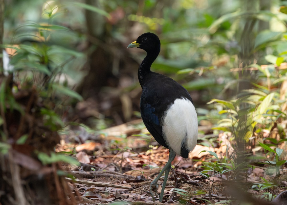 Pale-winged Trumpeter - ML624077372