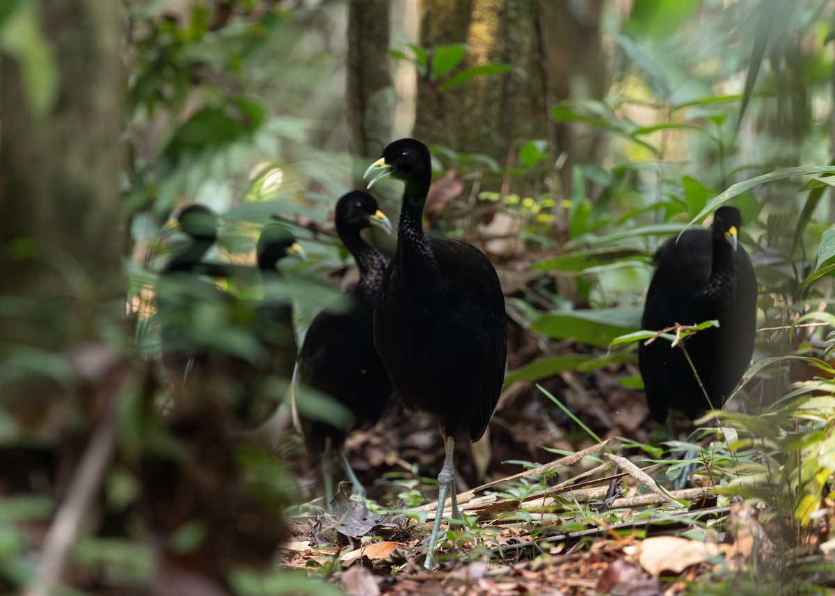 Pale-winged Trumpeter - ML624077373