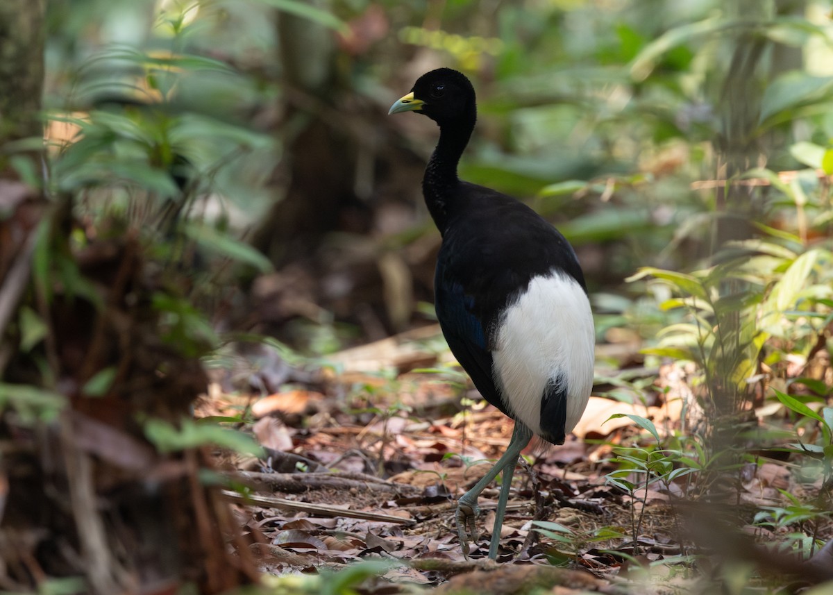 Pale-winged Trumpeter - ML624077379