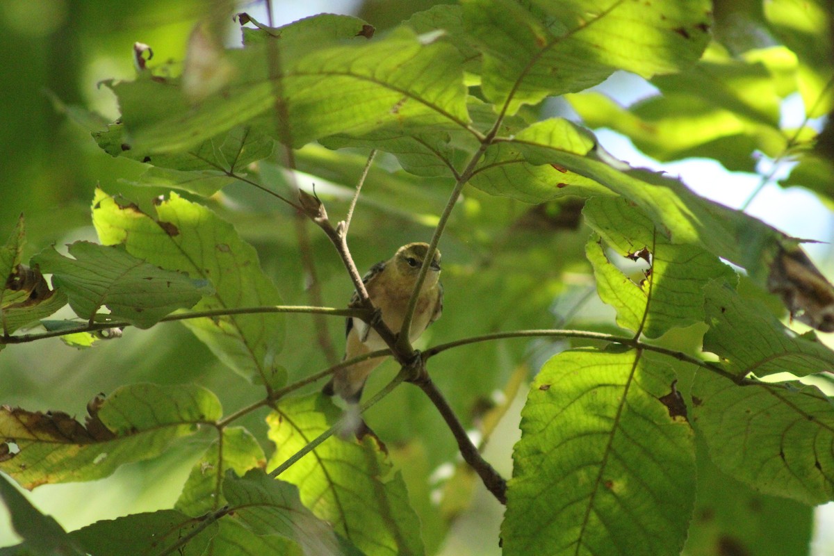 Palm Warbler - ML624077397
