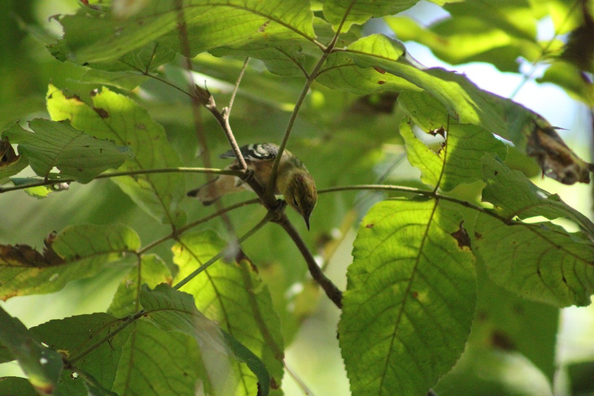 Palm Warbler - ML624077398
