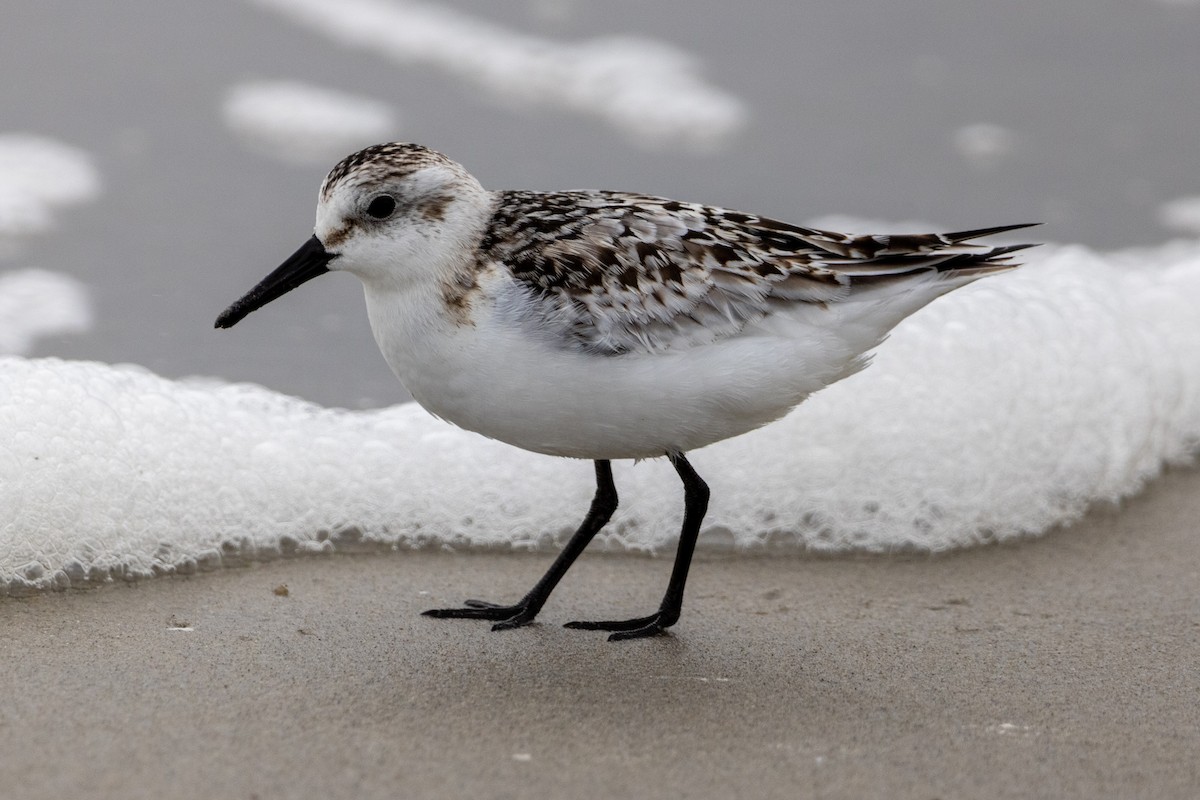 Sanderling - ML624077413