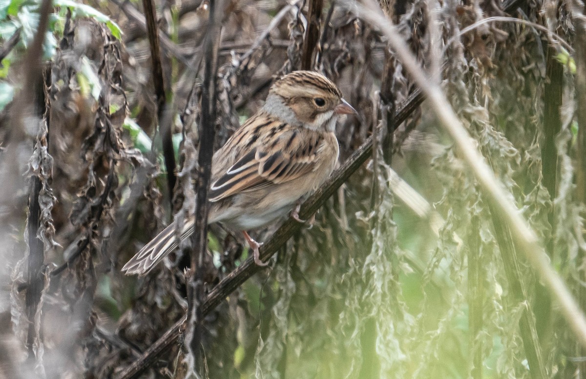 Clay-colored Sparrow - ML624077451