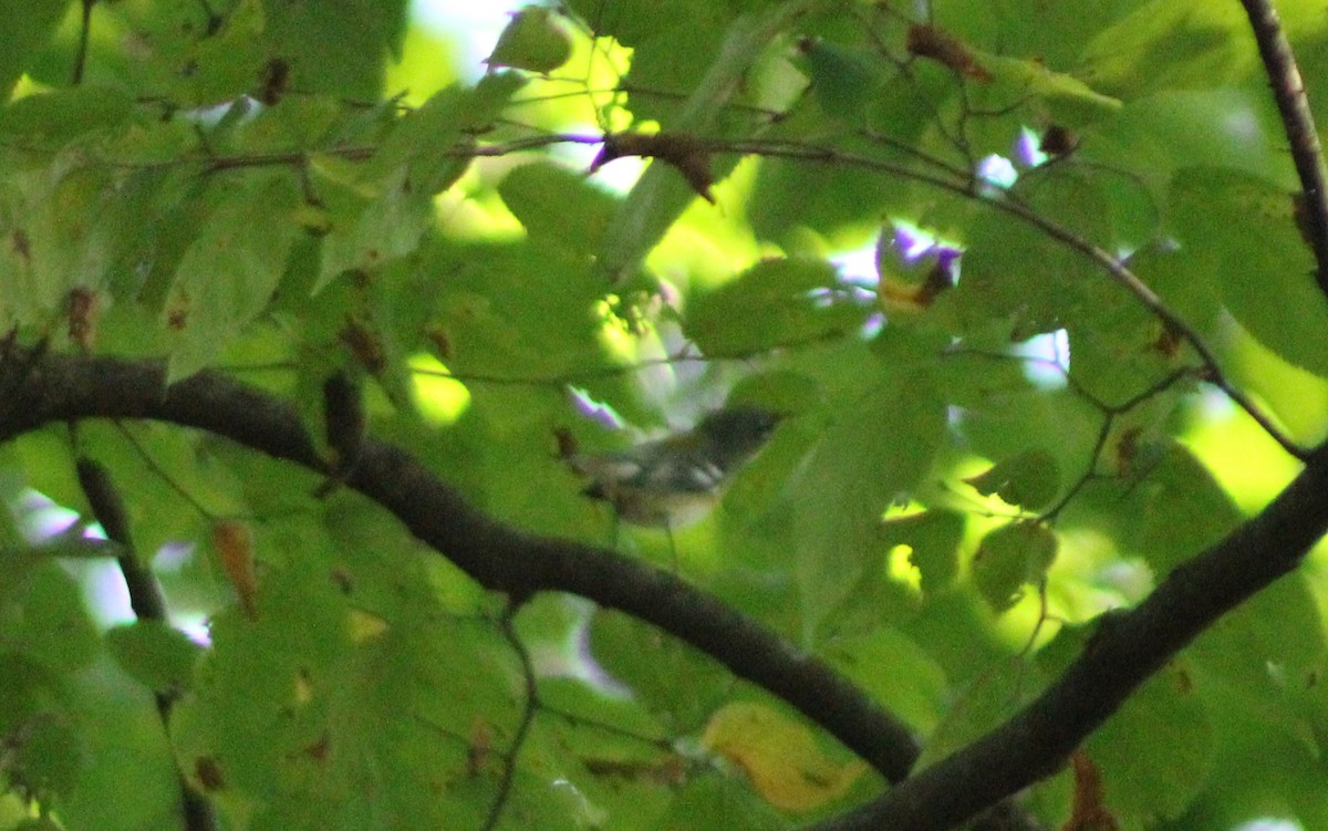 Northern Parula - ML624077452