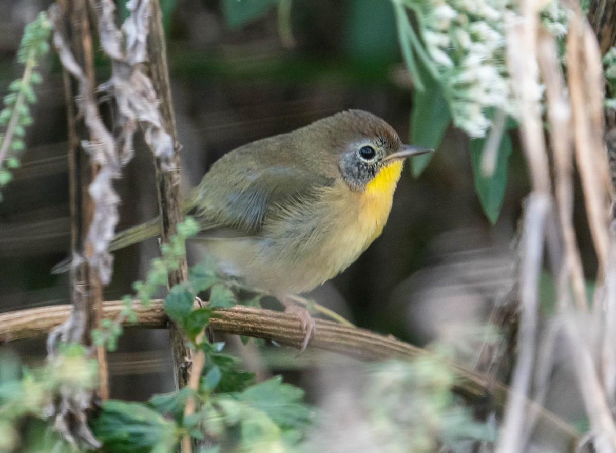 Common Yellowthroat - ML624077454