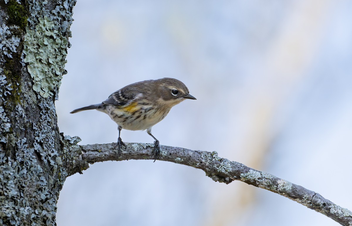 Yellow-rumped Warbler - ML624077468