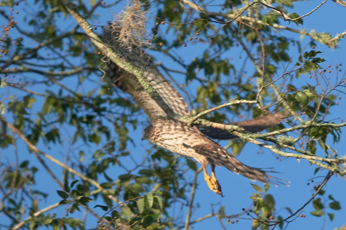 Cooper's Hawk - ML624077481