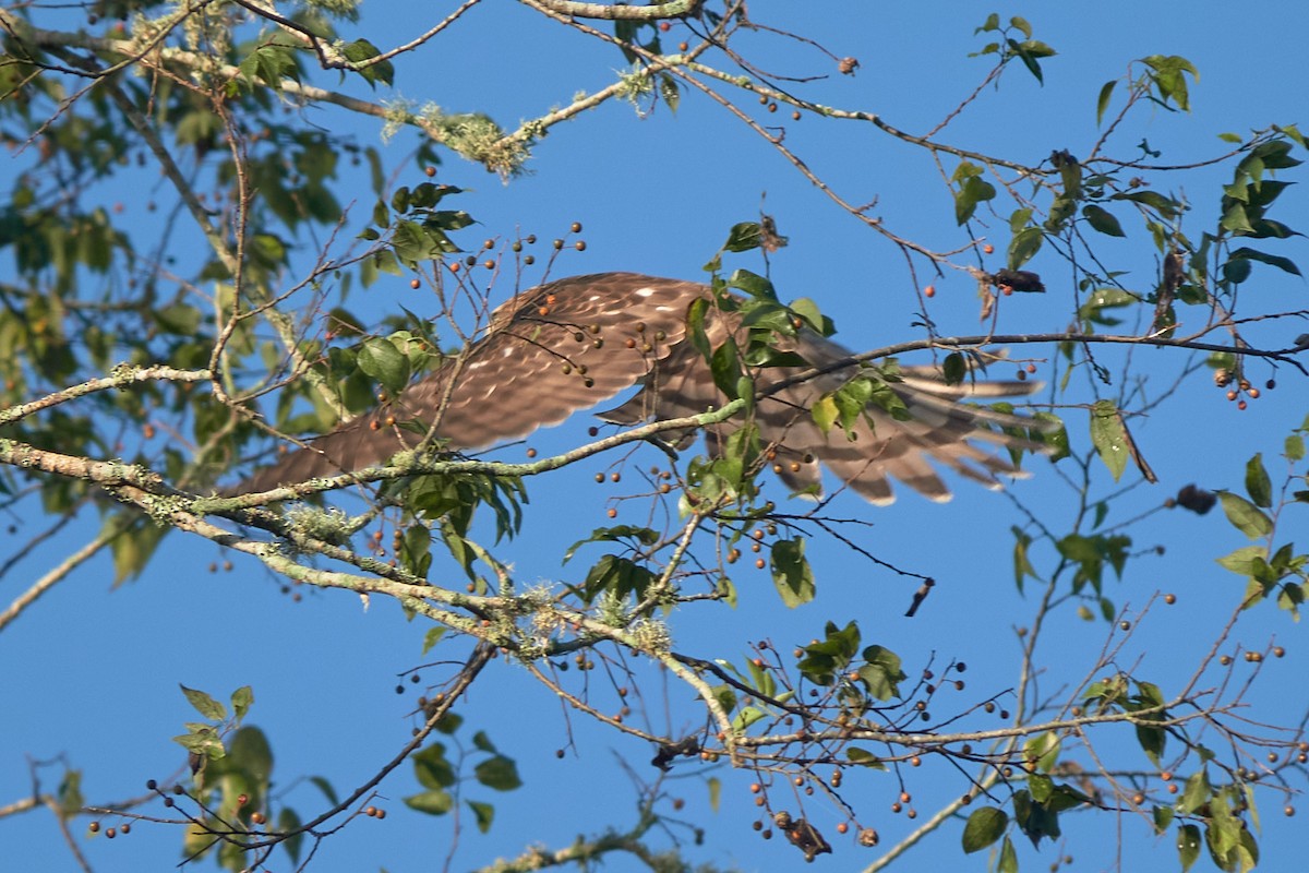 Cooper's Hawk - ML624077482