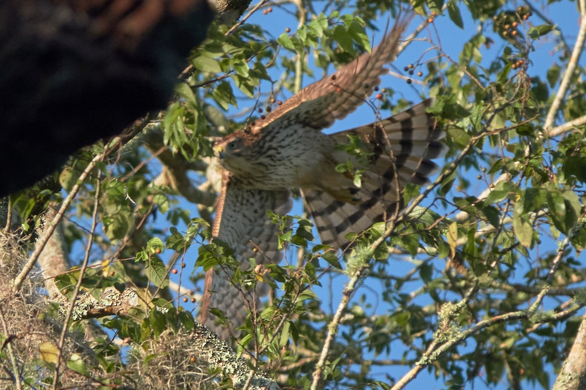 Cooper's Hawk - ML624077483