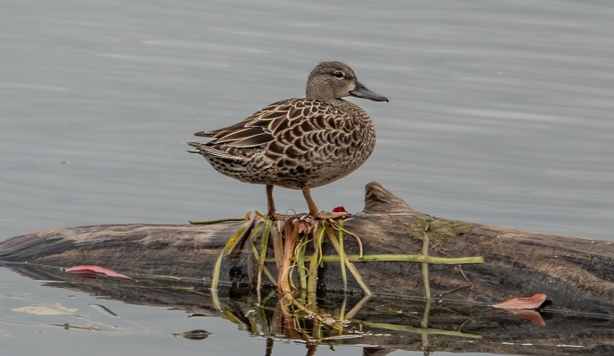 Blue-winged Teal - ML624077497