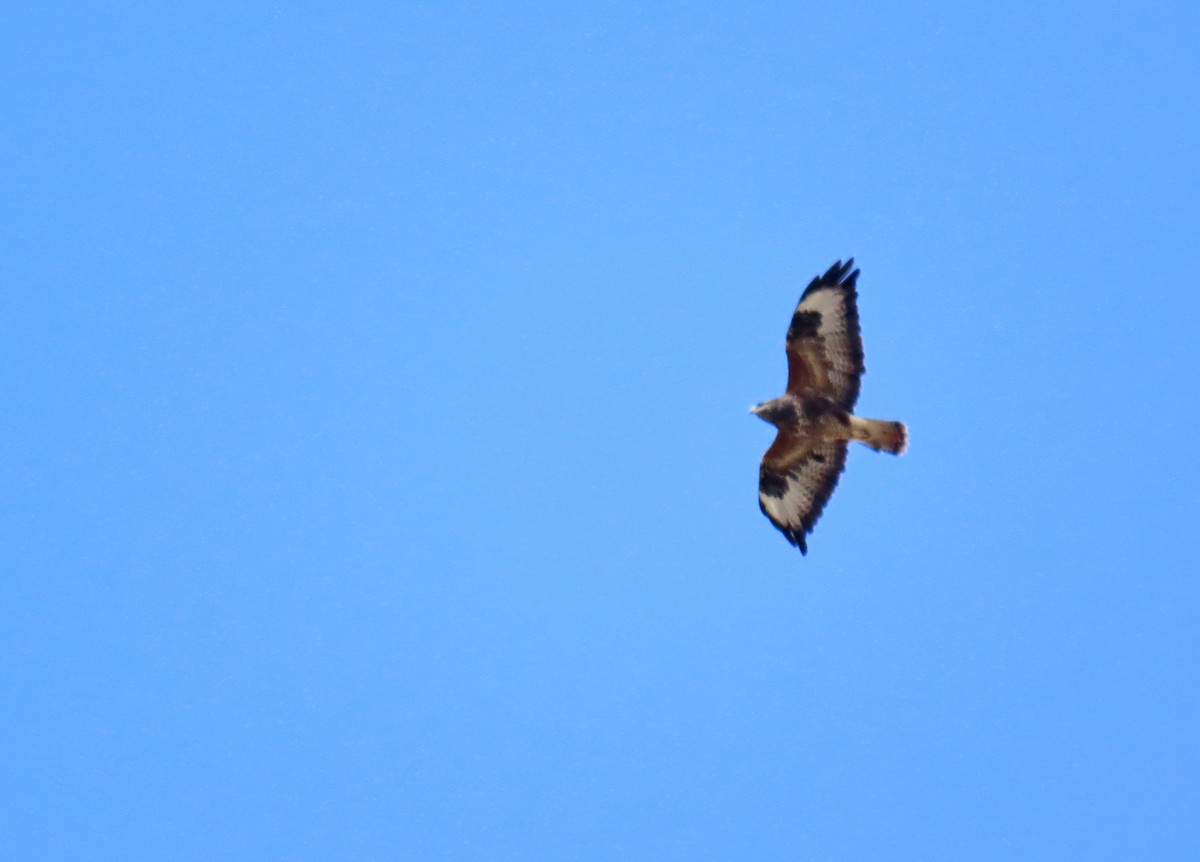 Common Buzzard - ML624077507