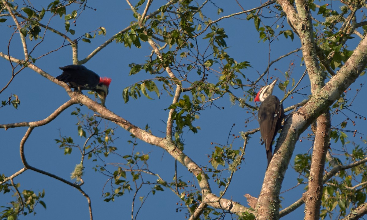 Pileated Woodpecker - ML624077519