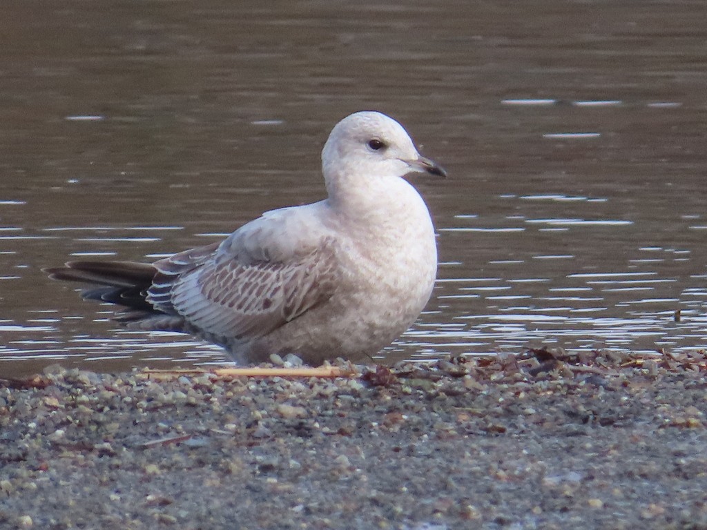 Short-billed Gull - ML624077563