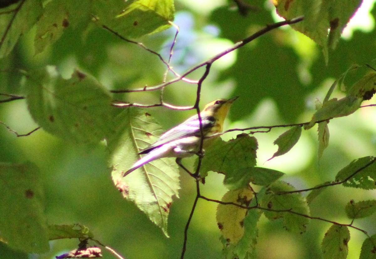 Blackburnian Warbler - ML624077566
