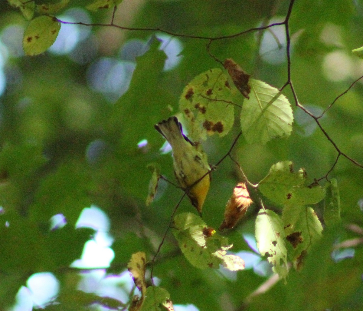Blackburnian Warbler - ML624077567