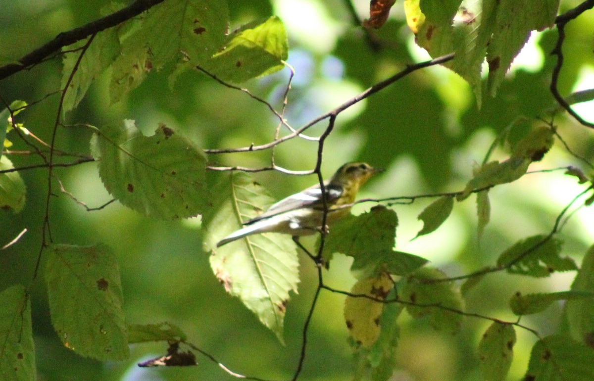 Blackburnian Warbler - ML624077568