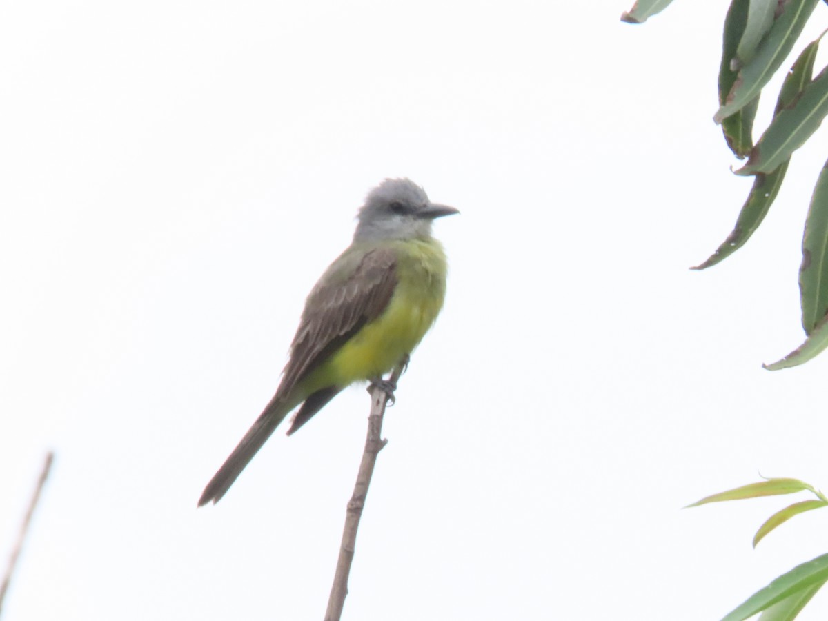 Tropical Kingbird - Marcel Reina Córdoba