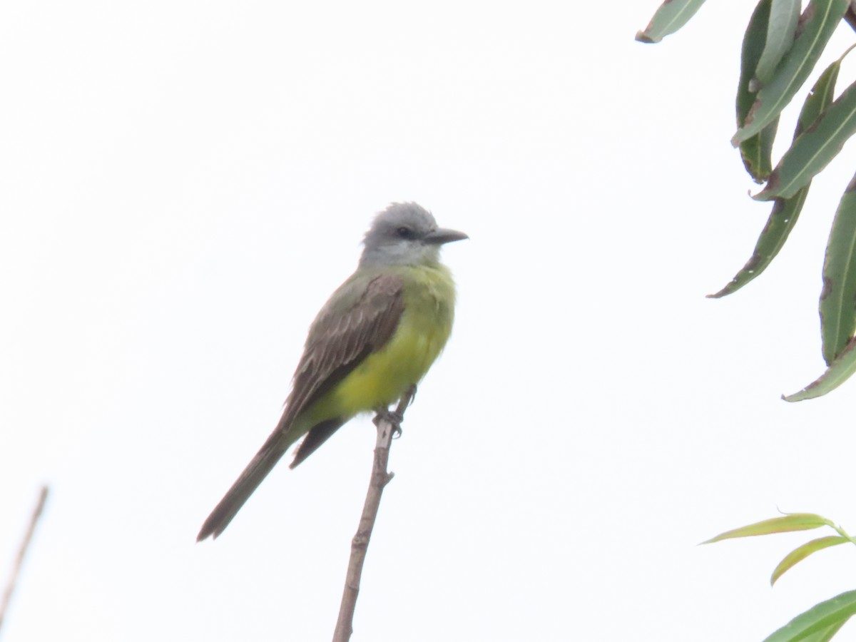 Tropical Kingbird - ML624077575