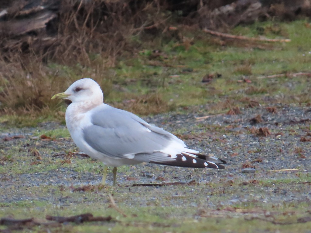 Short-billed Gull - ML624077577