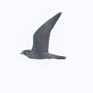 Peregrine Falcon - ML624077586