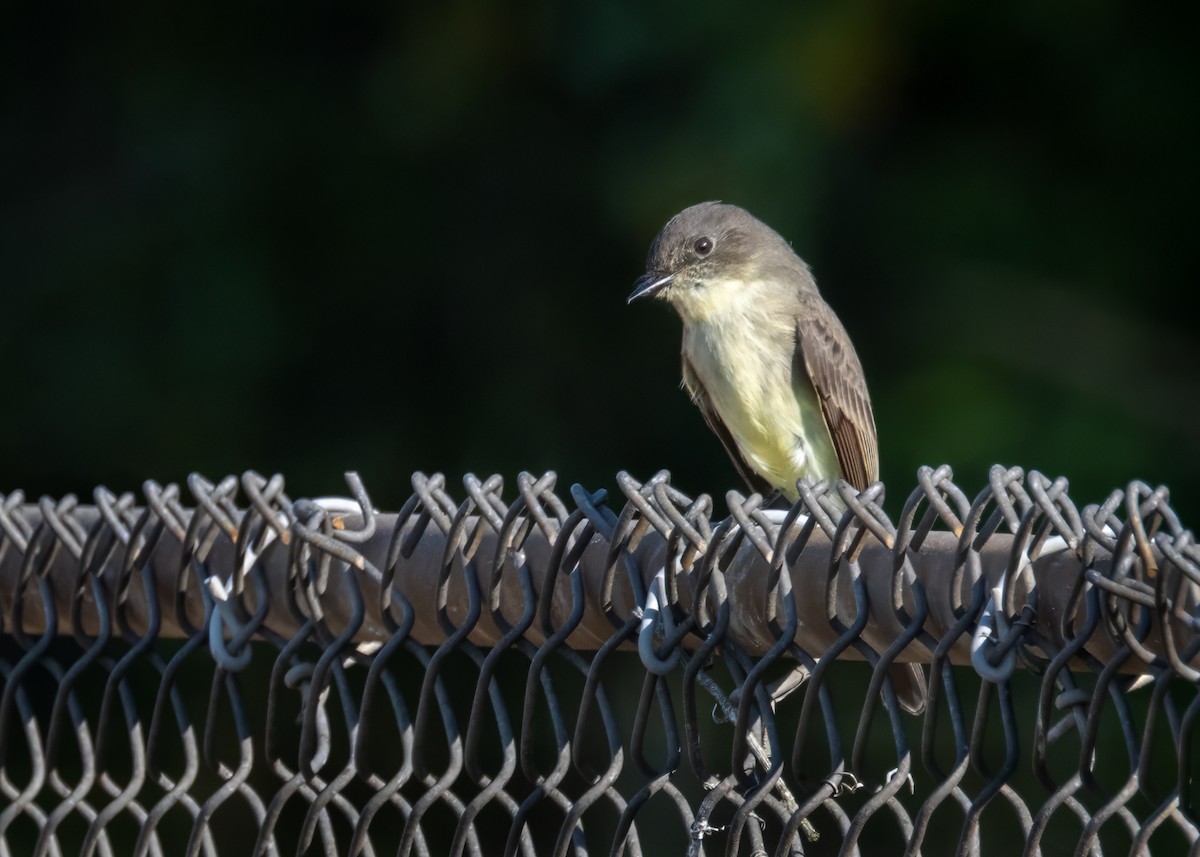 Eastern Phoebe - ML624077596