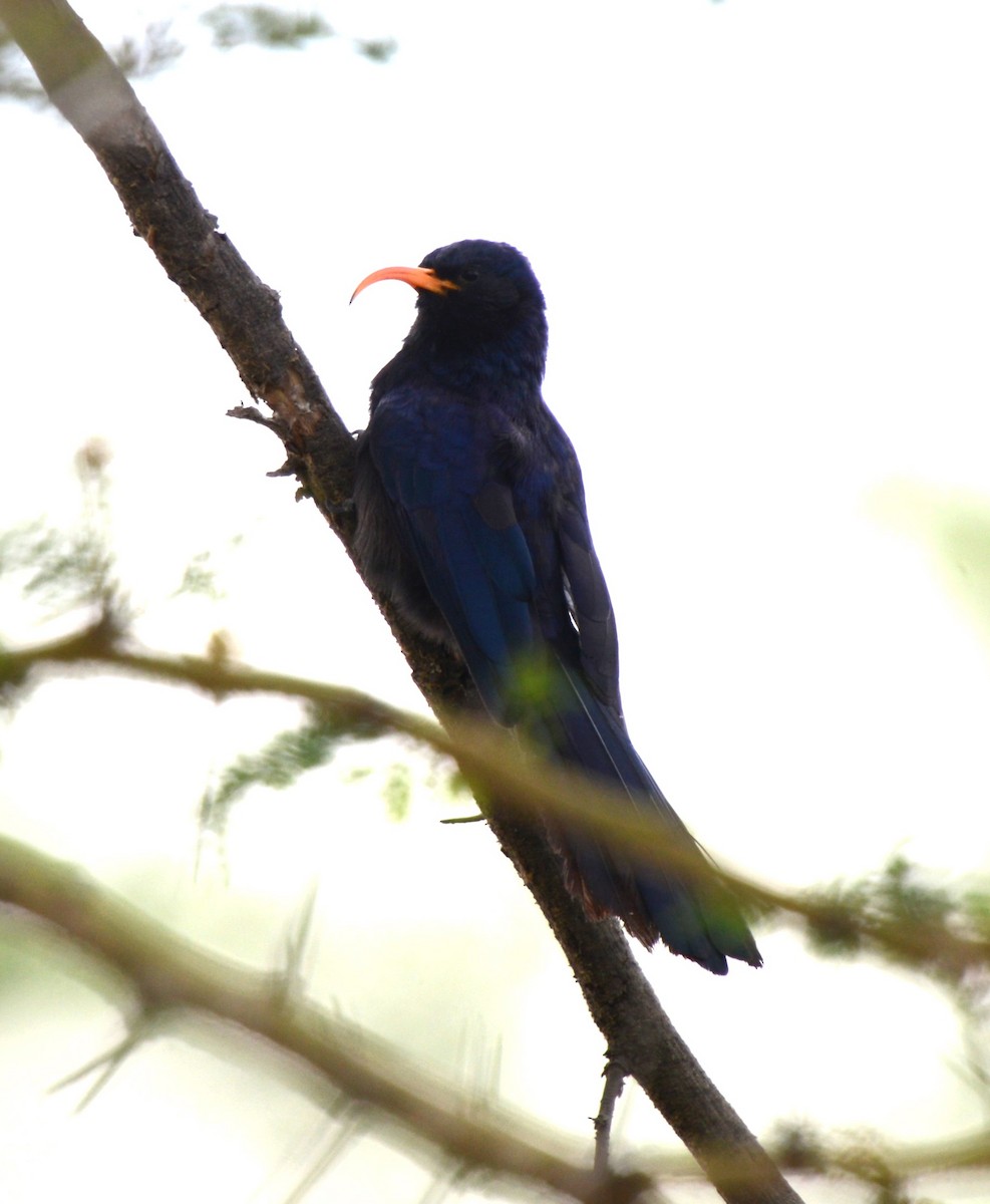 Abyssinian Scimitarbill - Bertina K