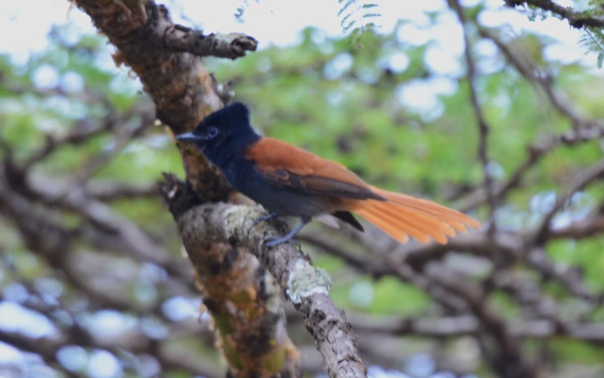 African Paradise-Flycatcher - ML624077638