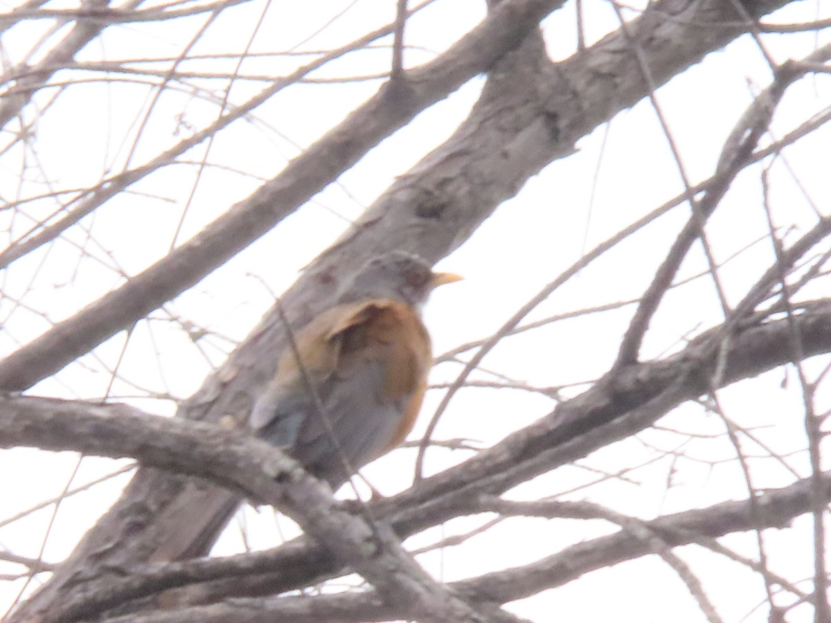 Rufous-backed Robin - Marcel Reina Córdoba