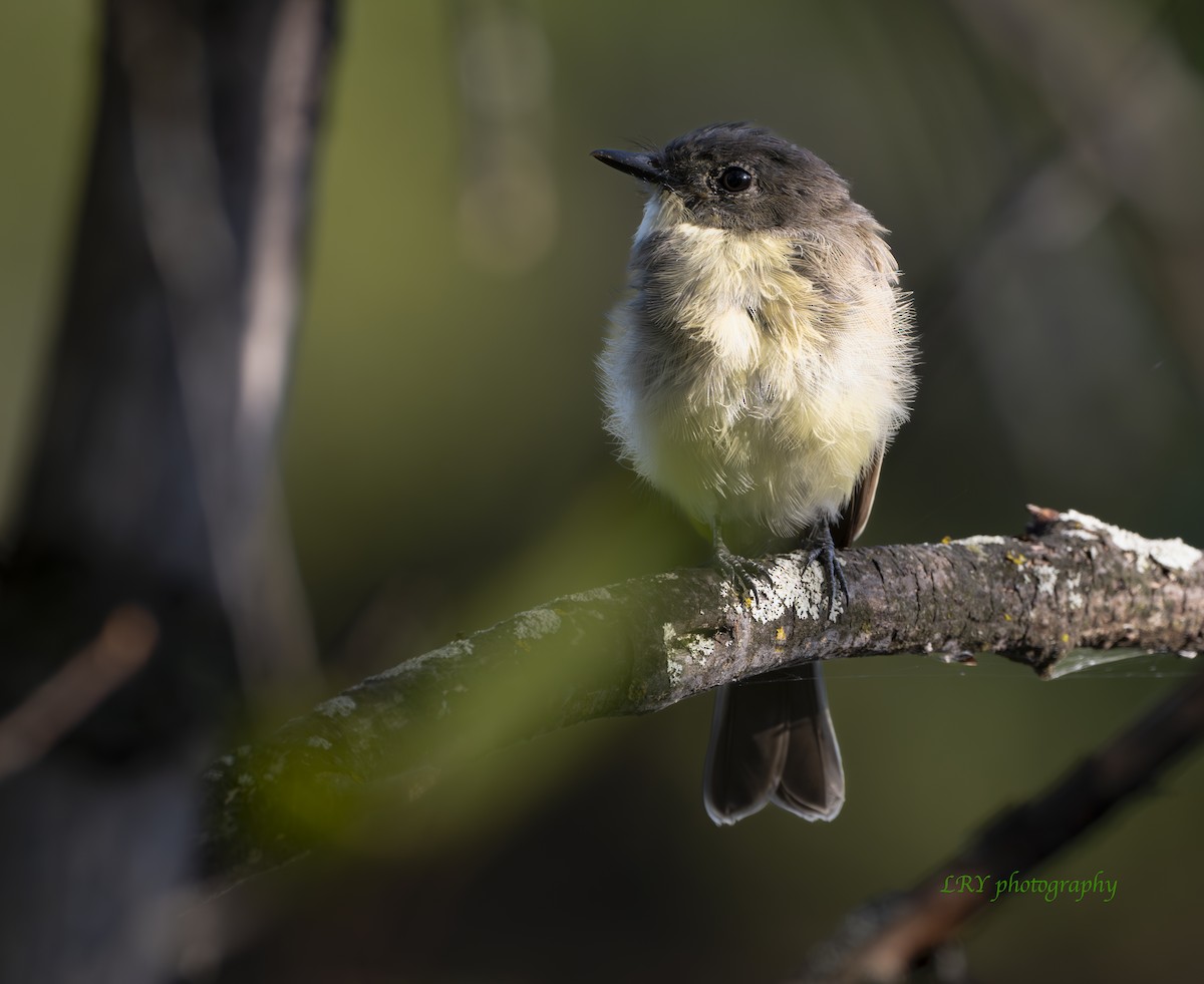 Eastern Phoebe - ML624077659