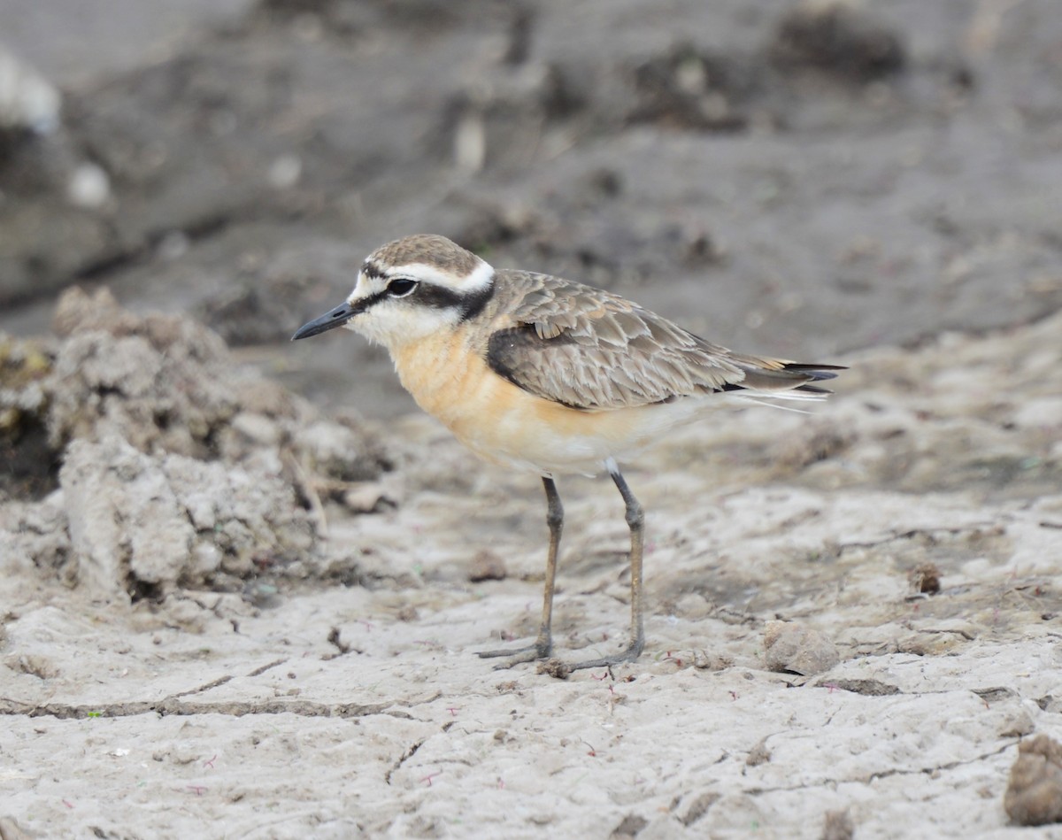 Kittlitz's Plover - ML624077696