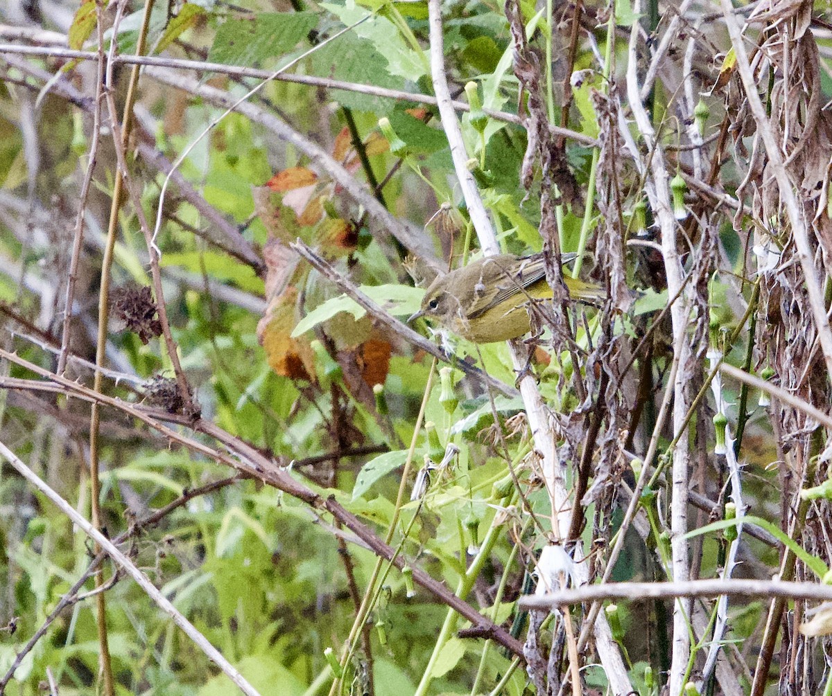 Palm Warbler - Michael Niven