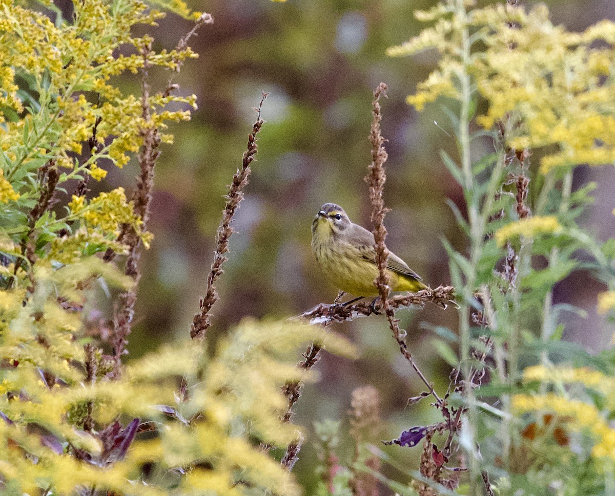 Palm Warbler - ML624077700