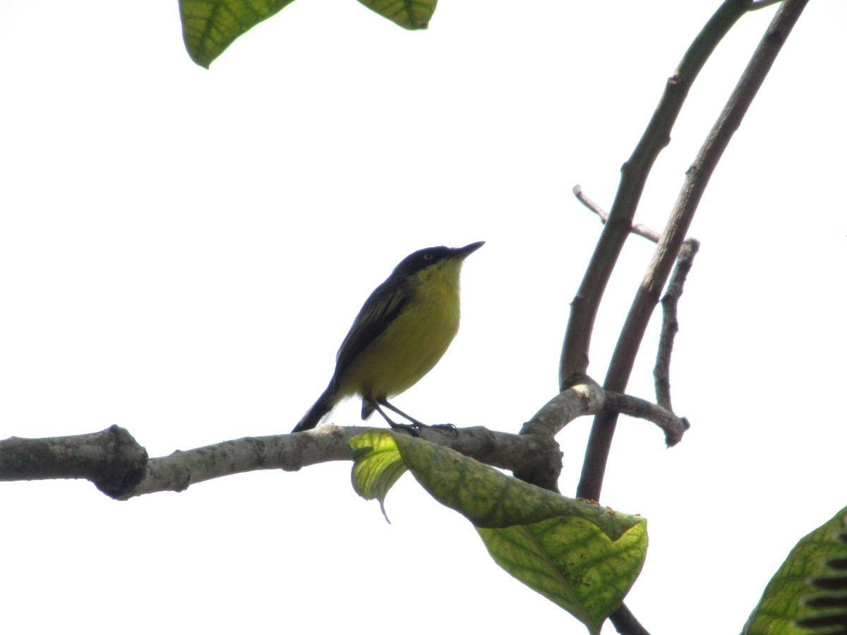 Common Tody-Flycatcher - ML624077711