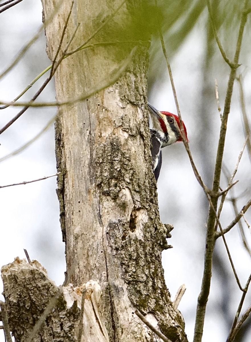 Pileated Woodpecker - ML624077725