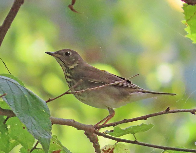 Gray-cheeked Thrush - ML624077756