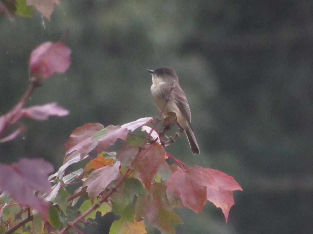 Eastern Phoebe - ML624077773