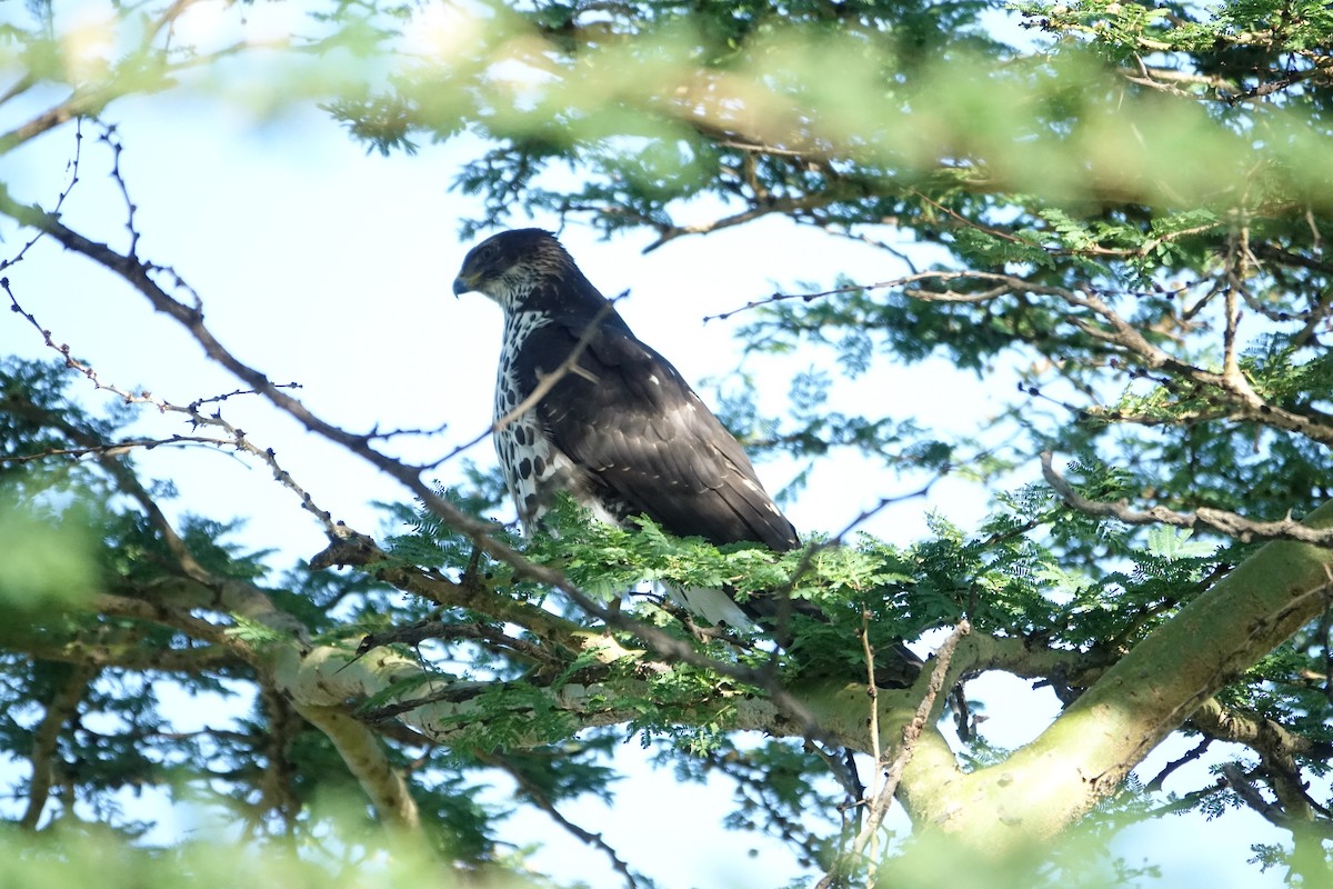 Black Goshawk - ML624077778