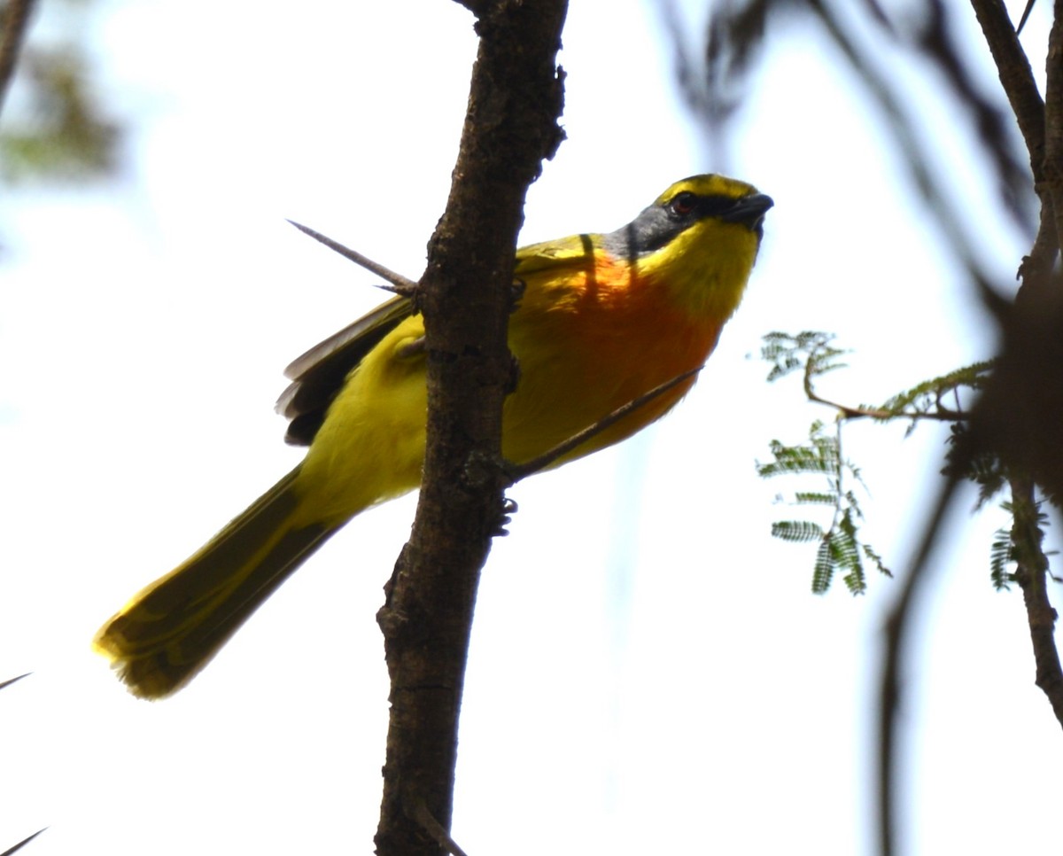 Sulphur-breasted Bushshrike - Bertina K