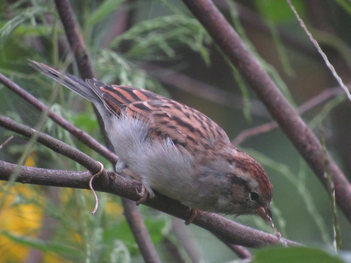 Chipping Sparrow - ML624077787