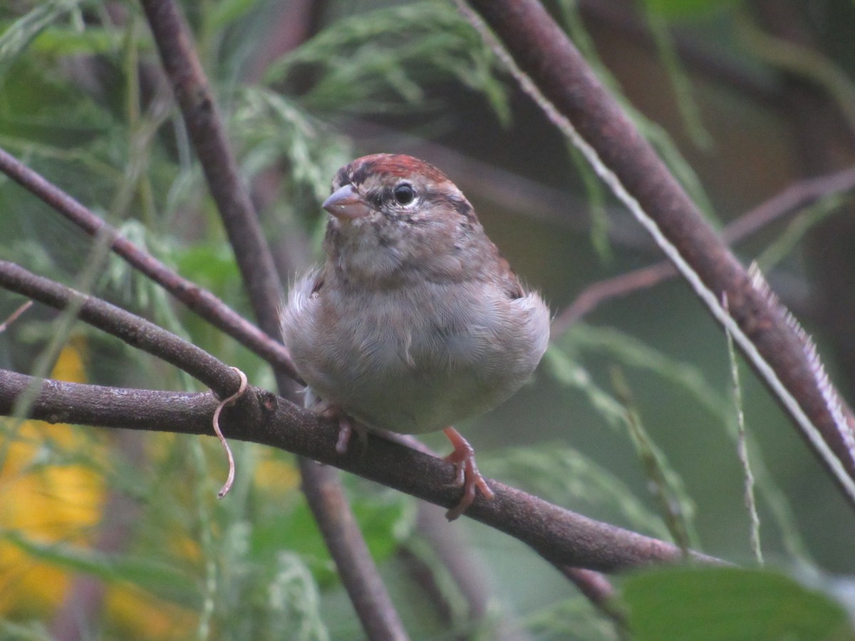 Chipping Sparrow - ML624077788