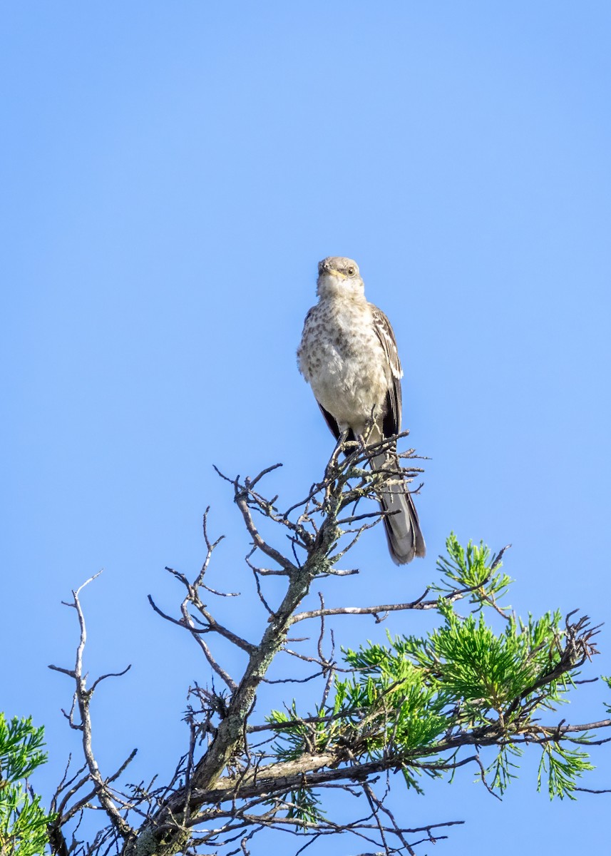 Northern Mockingbird - ML624077791