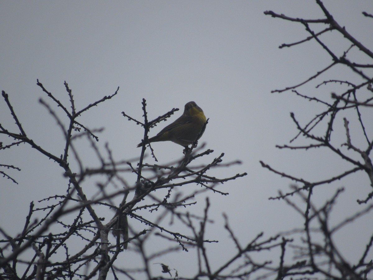 Common Yellowthroat - ML624077798