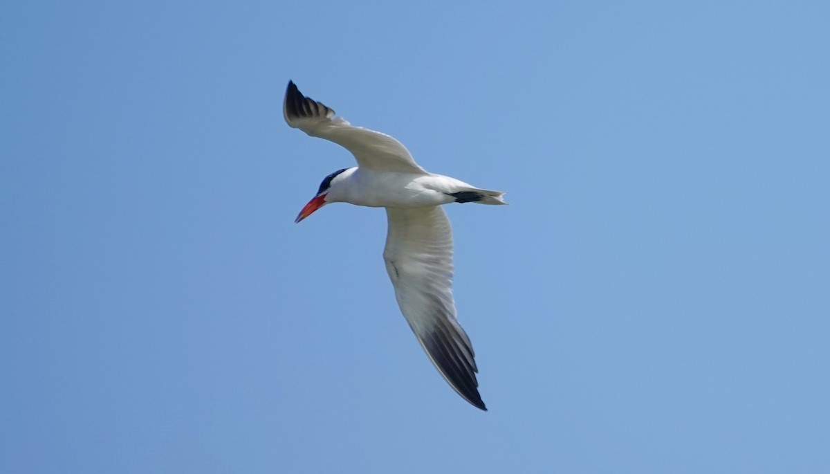 Caspian Tern - ML624077803