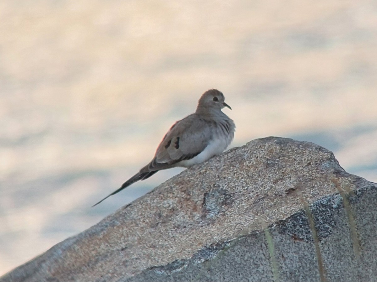 Namaqua Dove - ML624077804