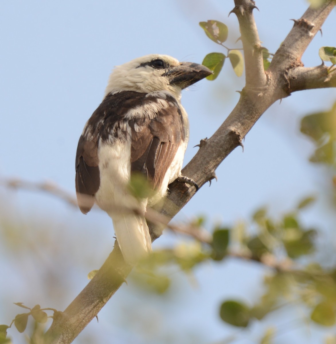 White-headed Barbet - ML624077810