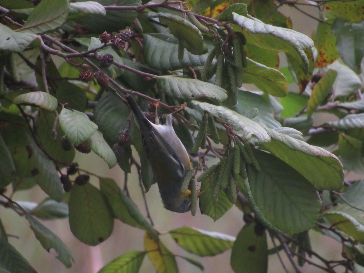 Northern Parula - ML624077818