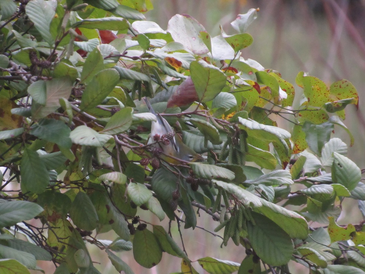 Northern Parula - ML624077819