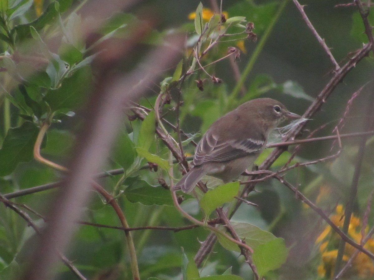 Pine Warbler - ML624077831
