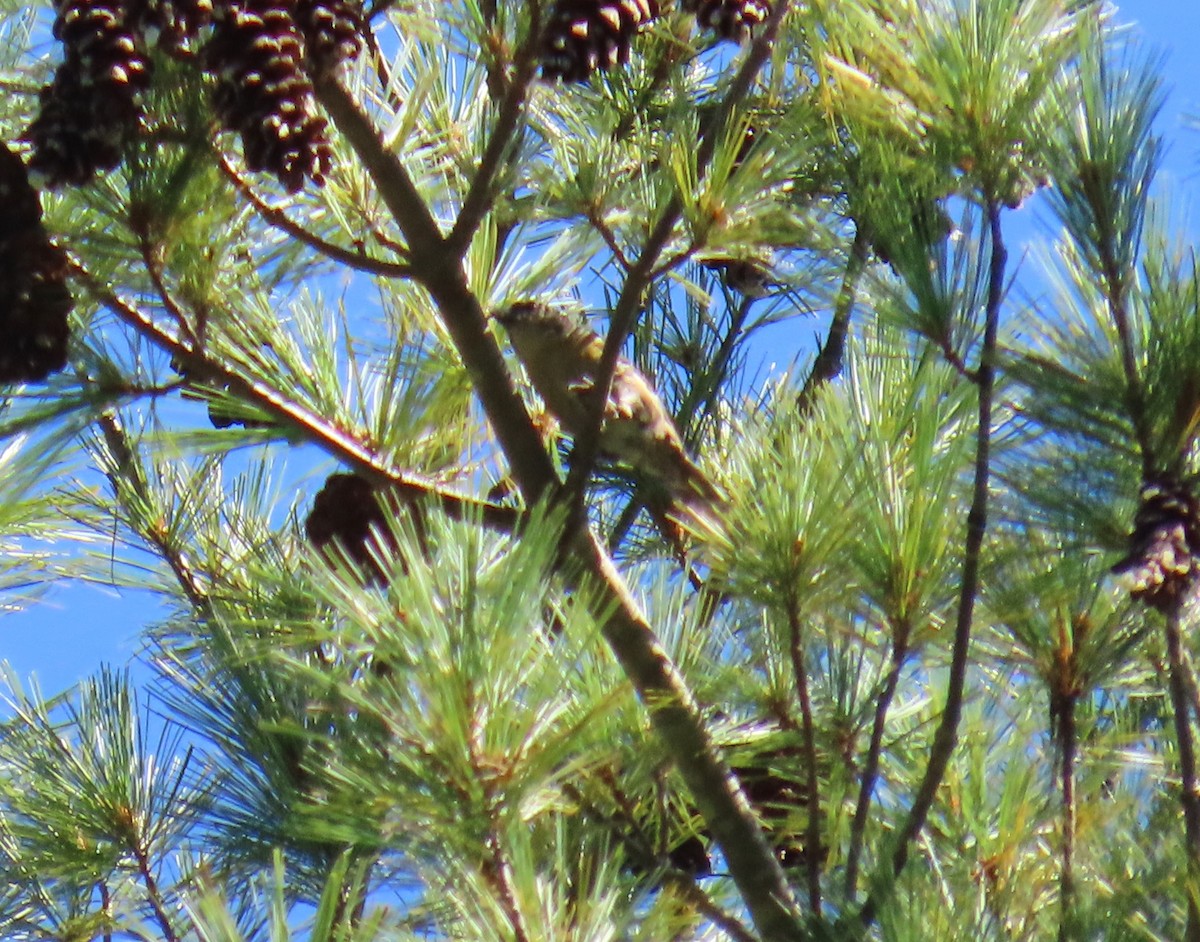 Red Crossbill - ML624077848